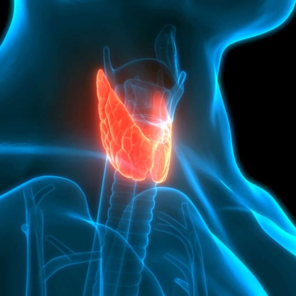 Concept of Human Glands Lobes of Thyroid Gland Anatomy